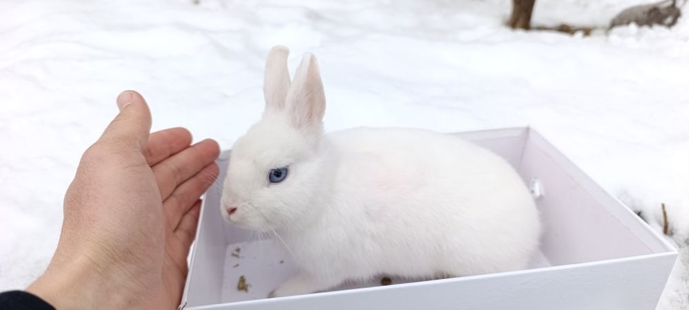 Karlik Germelin sotiladi