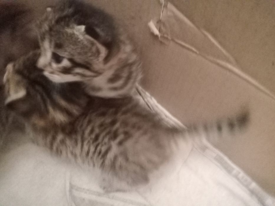 Котятки маленькие