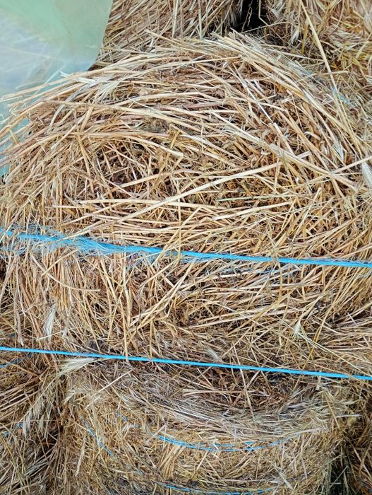 Baloți de lucernă dimensiuni 90/ 60cm  35kg