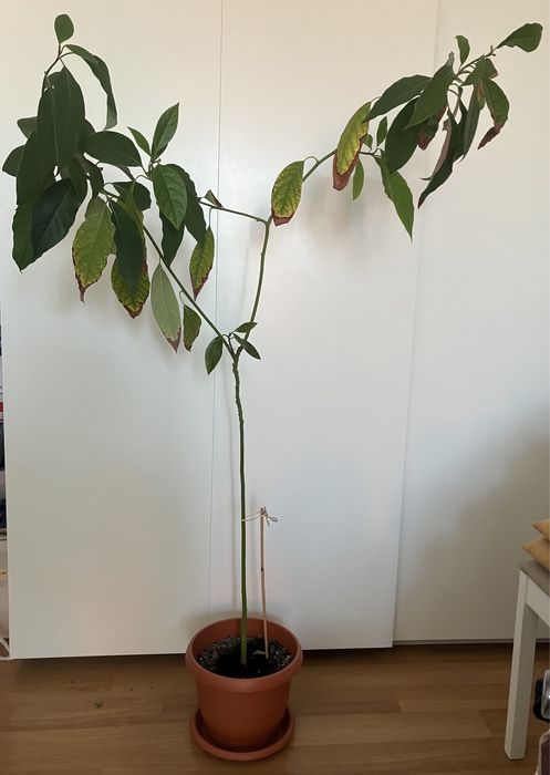 Plante Avocado in ghiveci