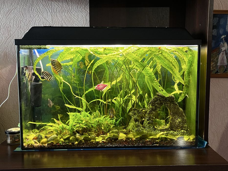 Аквариум 50 литров