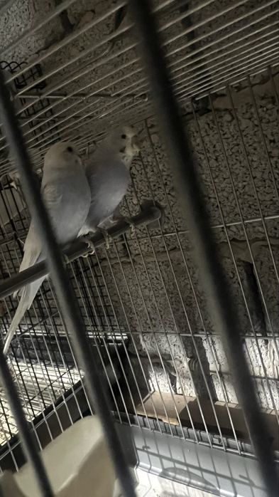 Попугай волнистые Пара