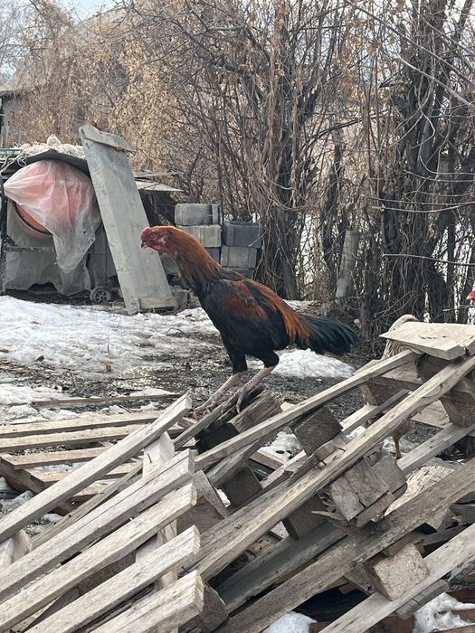 Продам дакана пахтажик