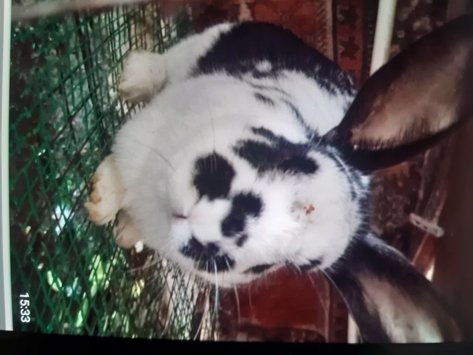 Продам рабочих молодых кролов