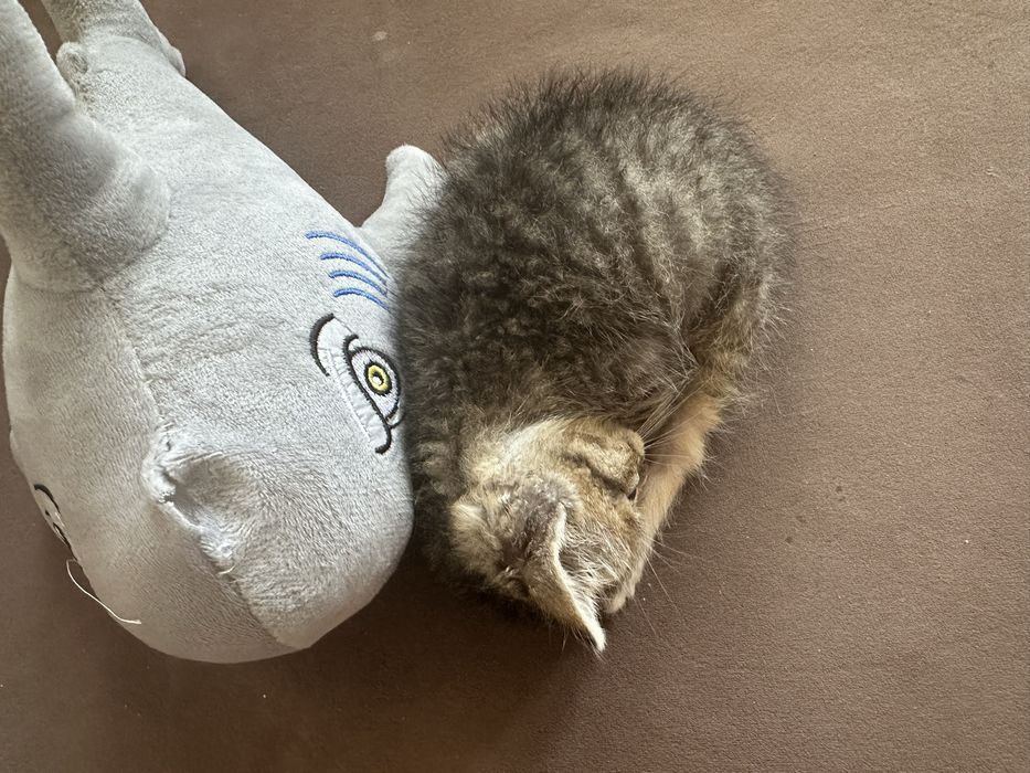 Отдам котенка мальчик