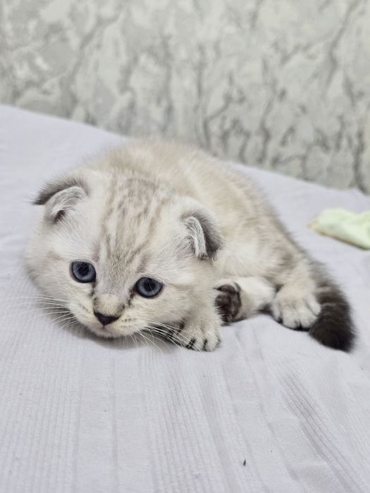 Продаются породистые котята скотиш фолд котята 2 девочки и 2 мальчика