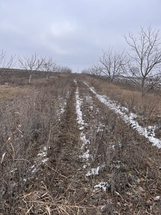 Teren intravilan in Iezer, (Padureni) jud. Botoșani