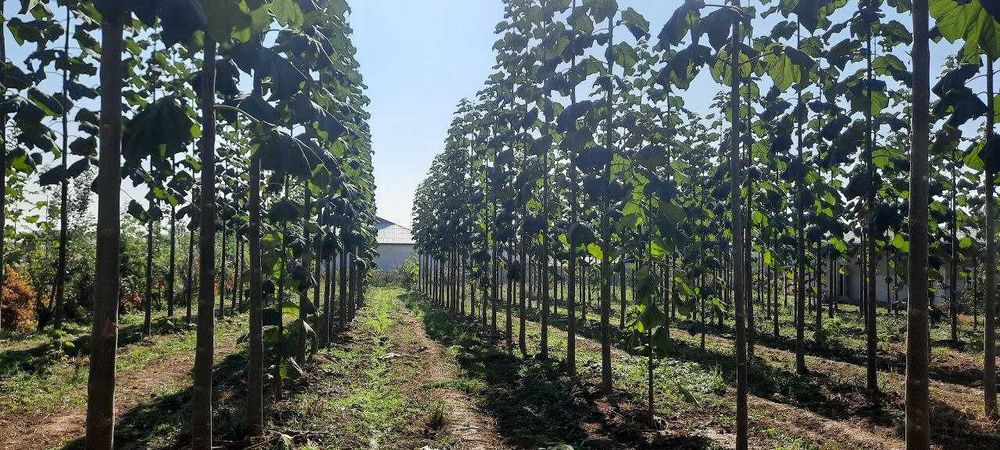 Срочно Продается Участок в Пскенте Цена Договорная.