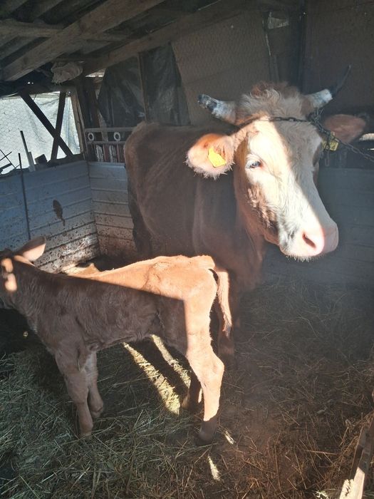 Vind vaca fatata de o saptamina