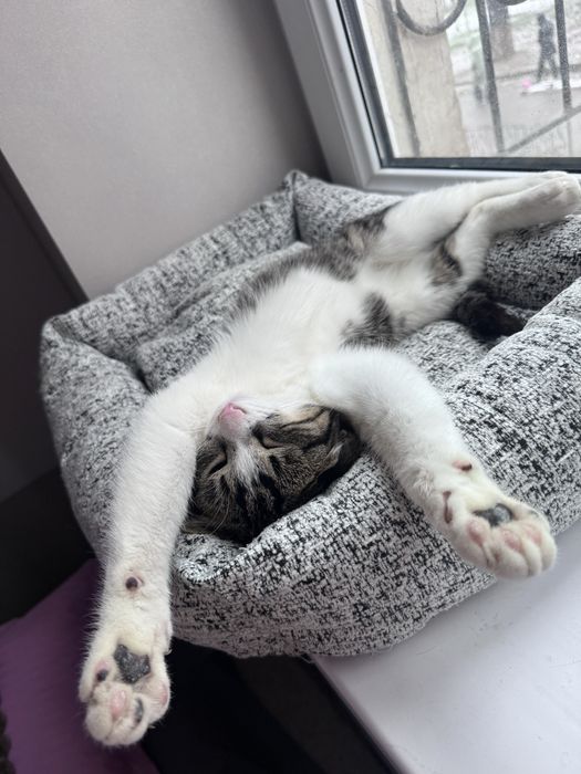 Котёнок кошка кот