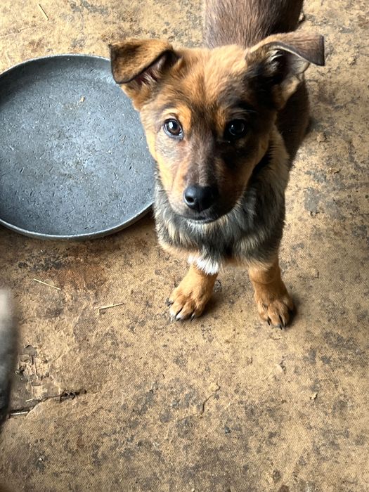 Злые  сторожевые щенки