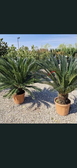 Palmier tranchicapus, cycas yuca.