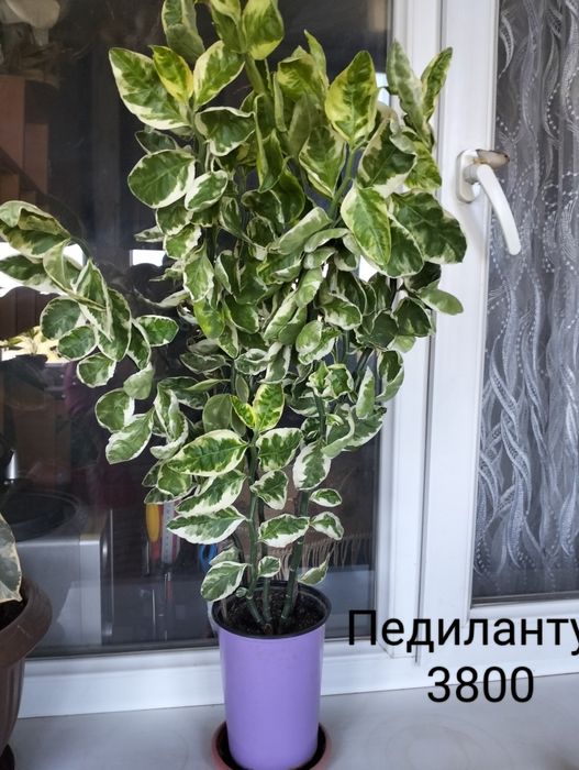 Цветы комнатные не дорого