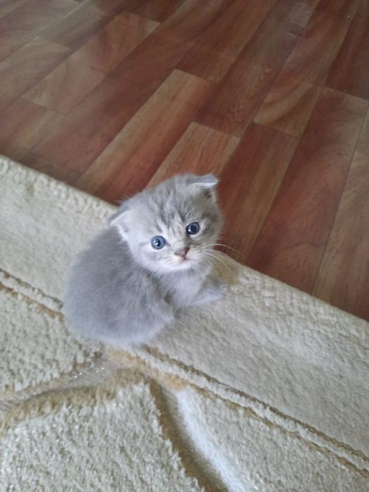Котята шотландские вислоухие