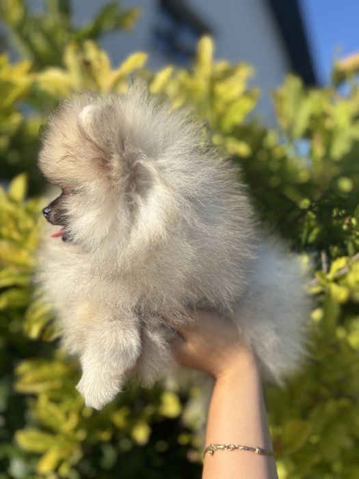 Pomeranian Mini Toy – Față Teddy Bear, Pedigree FCI, Vaccinat, Cipat, Deparazitat și Carnet de Sănătate, canisa acreditata