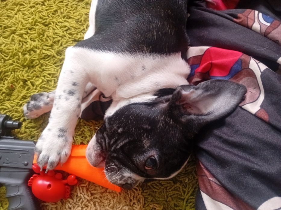 Продам щенка в хорошие руки