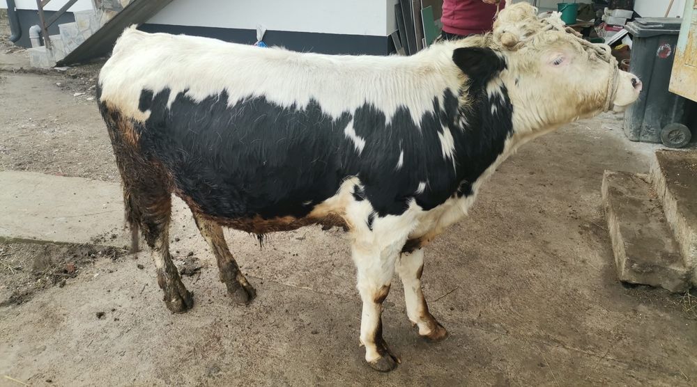 Tauras baltat de vanzare