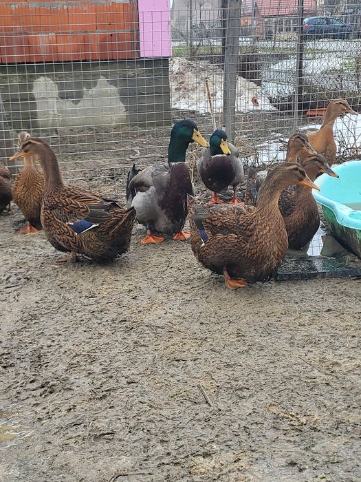 Oua rate rouen de vânzare