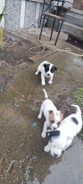 Джак Ръсел бебе на 2мес