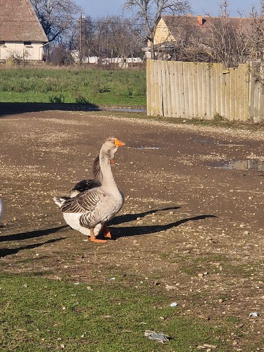 Vand 3 perechi de gâște