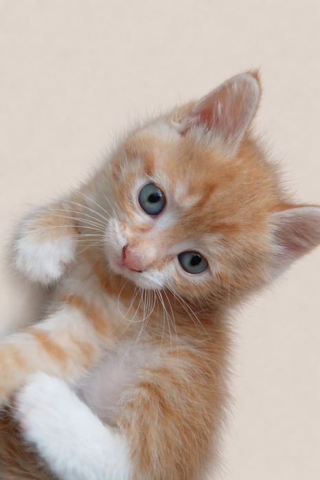 Отдам котенка 1,5  мес