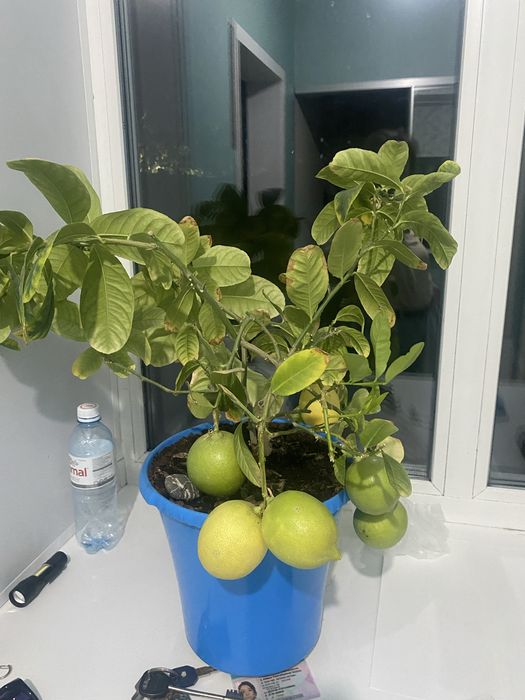 Продам лимонное дерево
