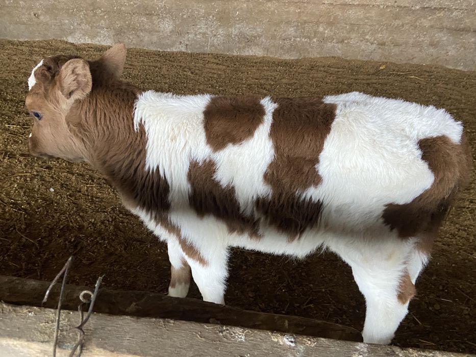 Сиыр бұзаулы сиыр сатылады