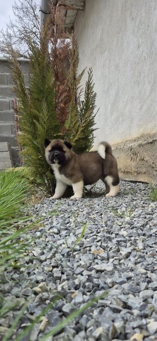 Femela Akita American