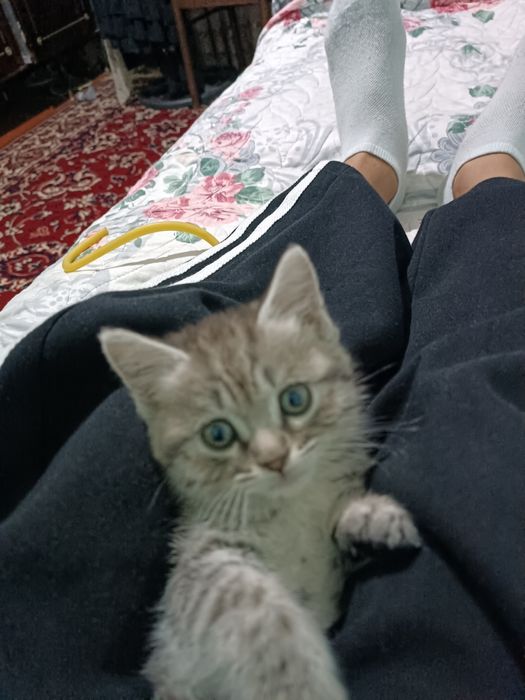 Милые котята домашние