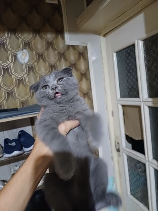 Сотилади Скоттиш фолд