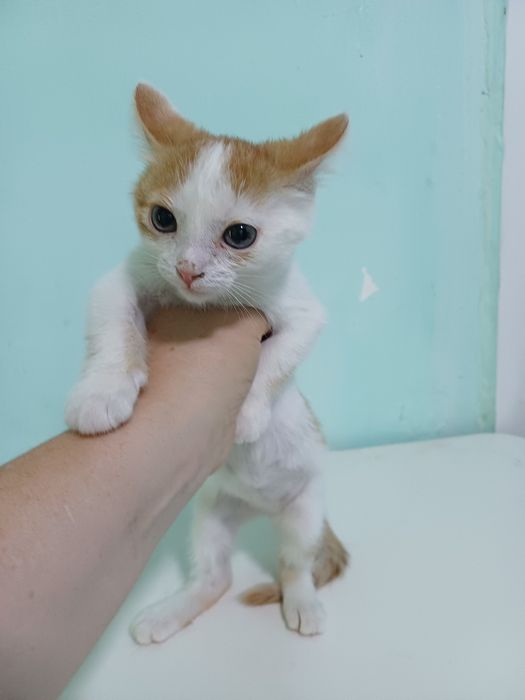 Котёнок-львёнок  - счастье в Ваш дом