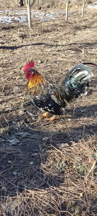 Cocoși pitici disponibili