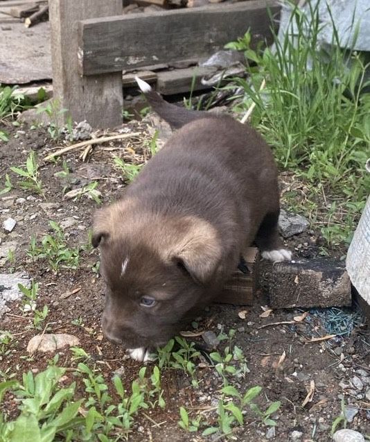 Отдам щенков 1,5 мес