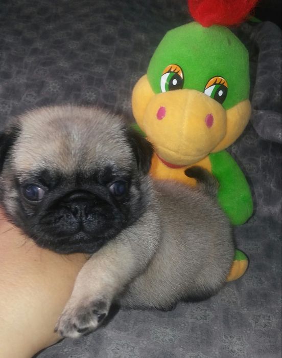 Продам щенков Мопса.