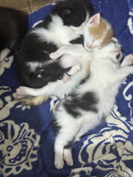 Котики в добрые руки