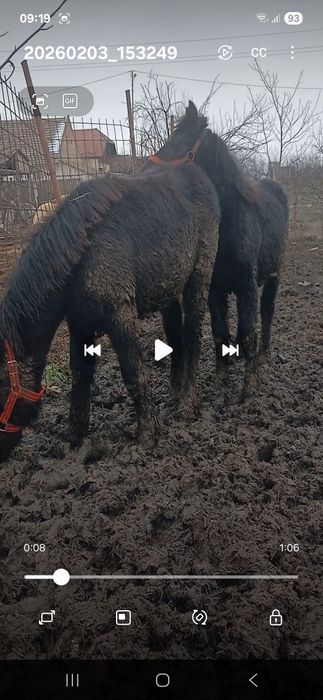 Vand doi manji blânzi!