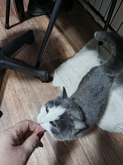 Кошечка с доставкой в добрые руки