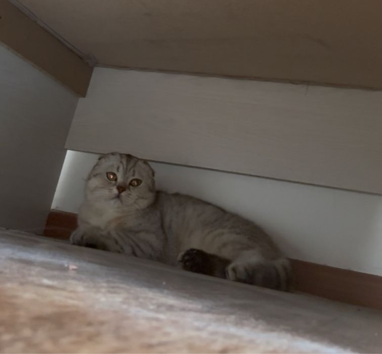 Шотландский кот