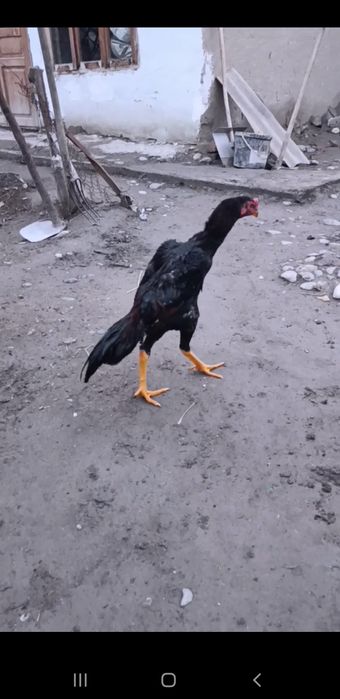 Dakan Juja sotiladi bardovi