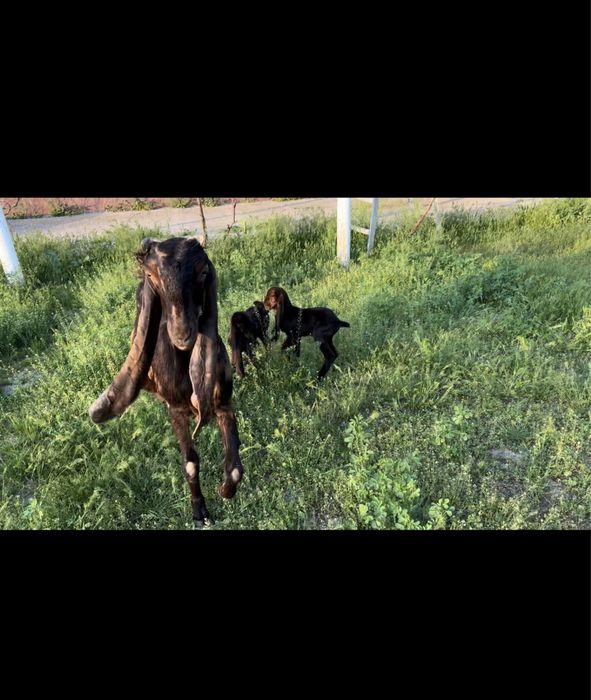 Камори ешкі сатылады..