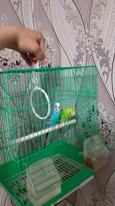 Продаетстя попугай девочка и мальчик