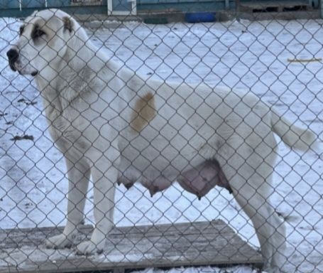 Щенки алабая кабель