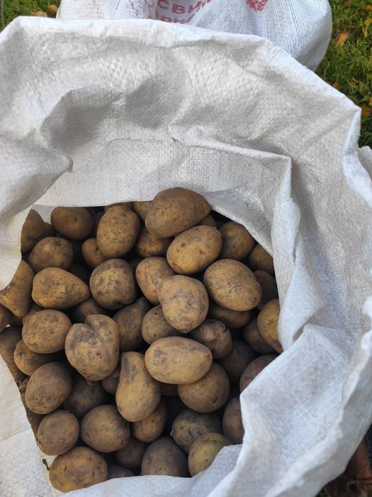 Продам картофель семенной