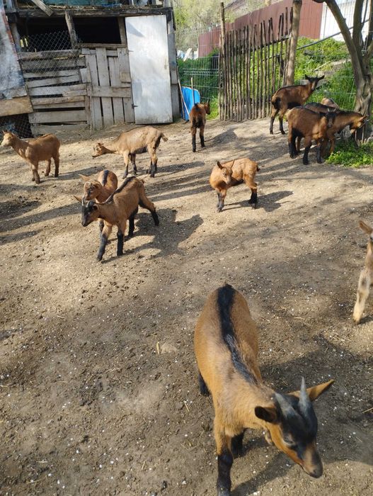 Iezi alpina Franceză