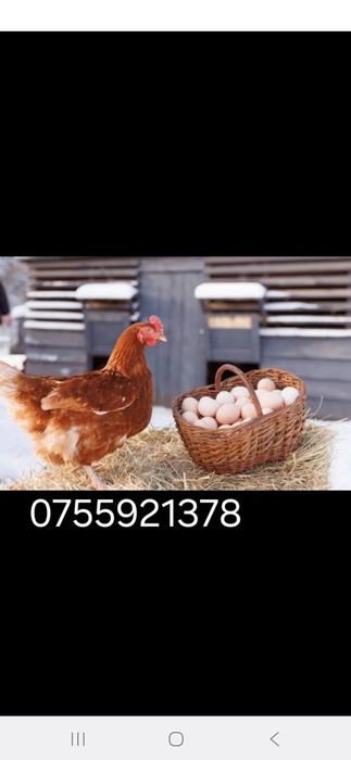 Gaini ouătoare si pui