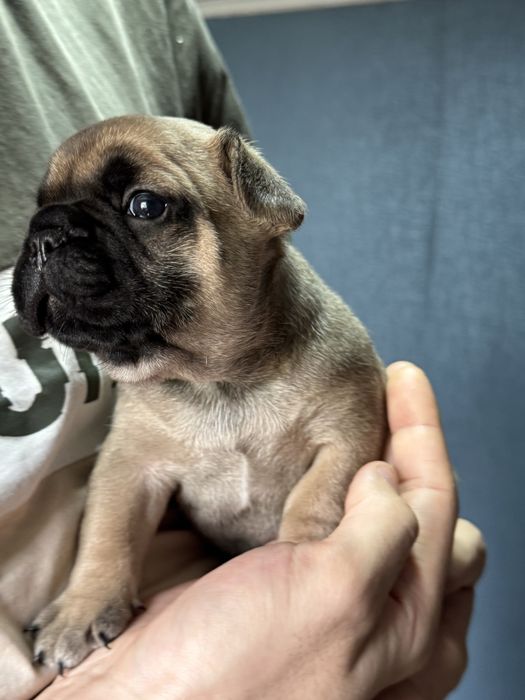 Щенки француского бульдога