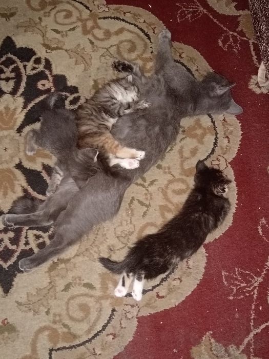 отдам котят бесплатно