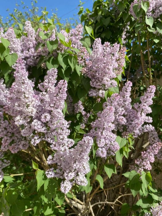 Продаются сирени