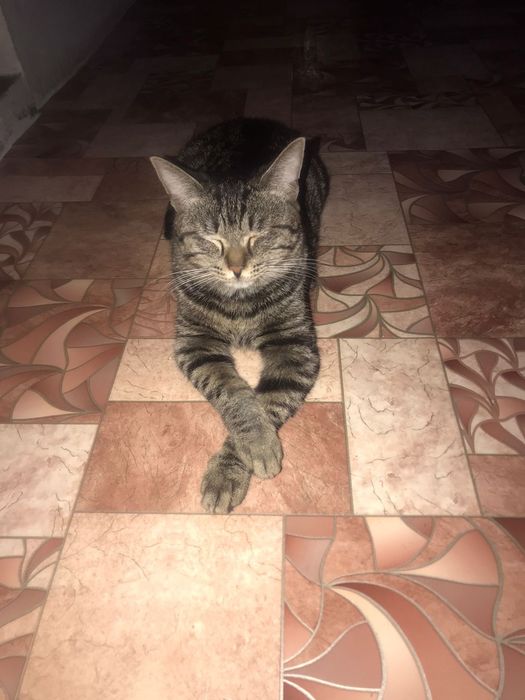 Отдам котенка 4 месяца