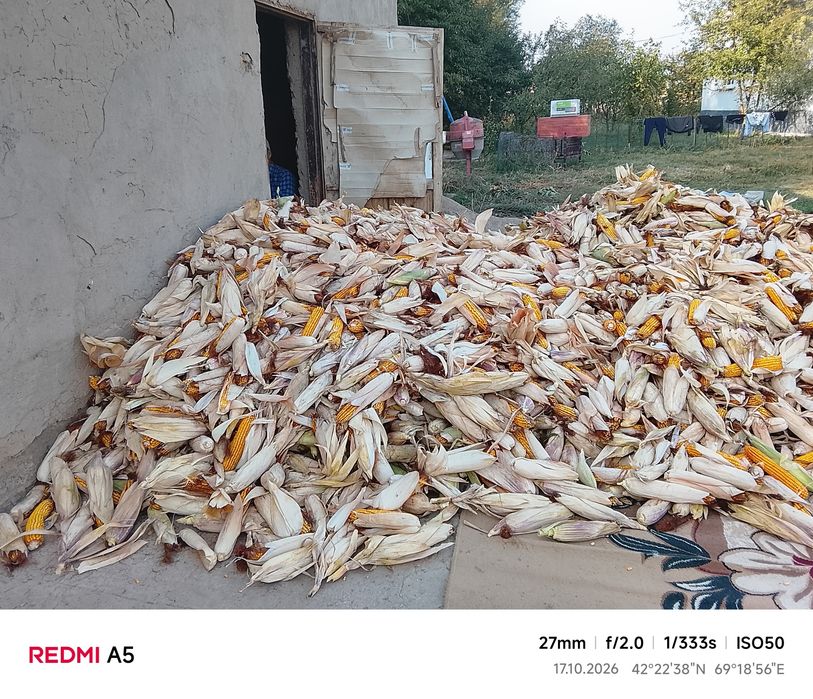 Жүгері сатылады!
